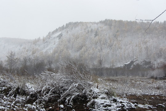 大興安嶺森林初雪