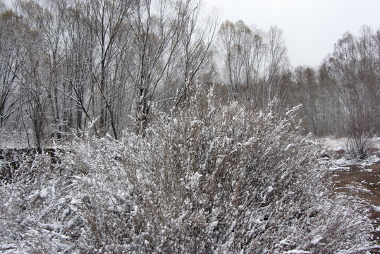 大興安嶺森林初雪