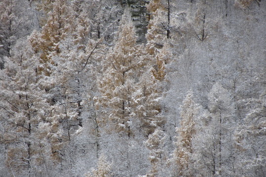 初雪秀金秋