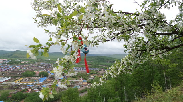 大興安嶺原始森林風光