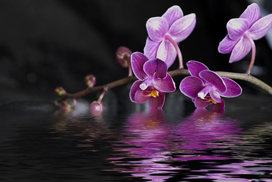 蘭花和水