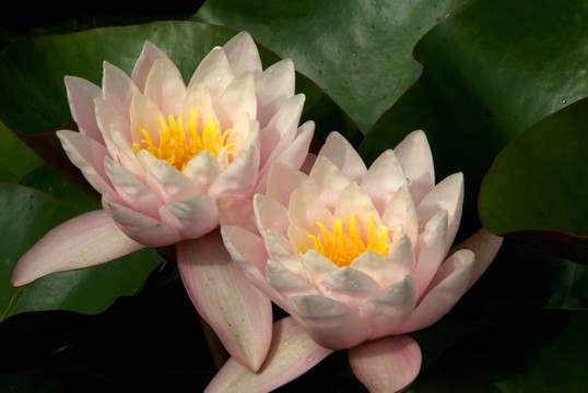 雙重的