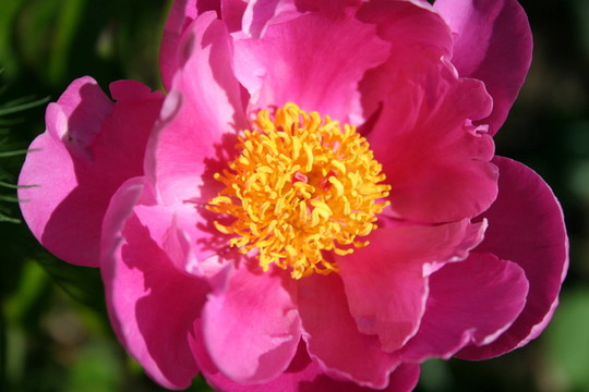 花牡丹