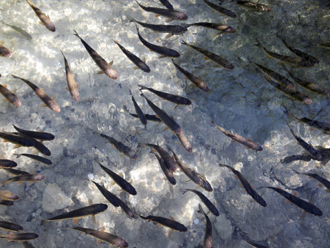 鱒魚(yú)