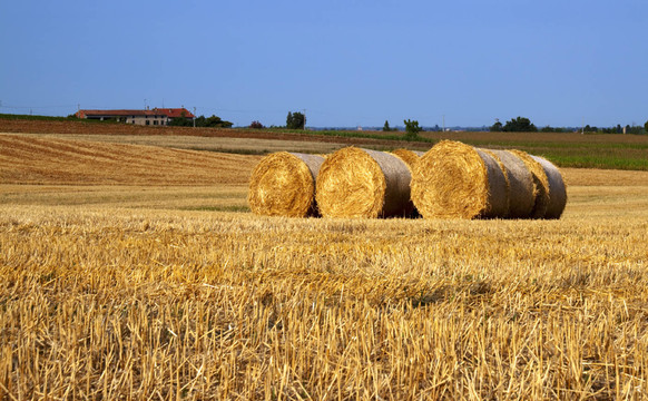 field