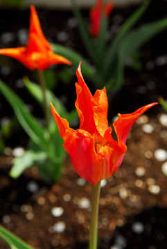 花園里的花