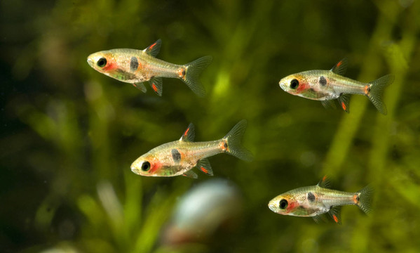 魚缸里的魚