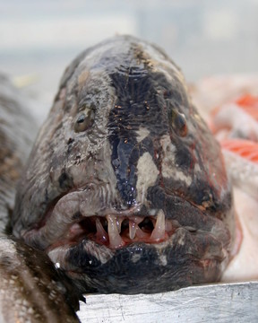 魚