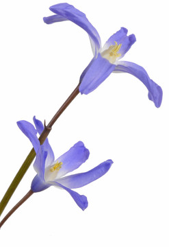 sternhyazinthen