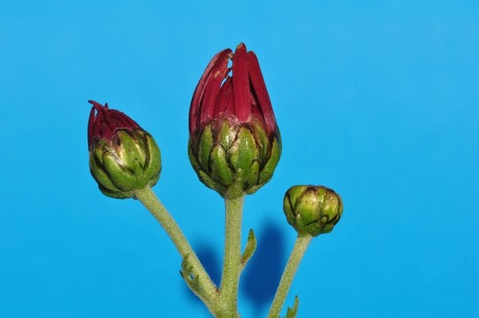 紅色的雛菊芽5700