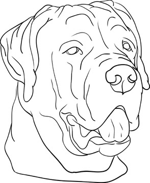 孤立的動物