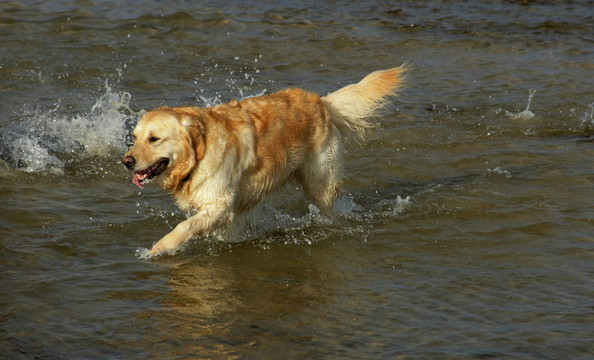 金毛獵犬