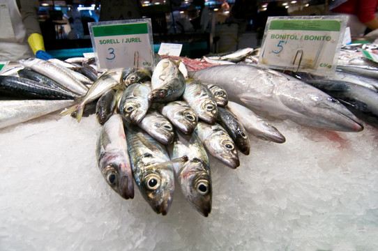 魚