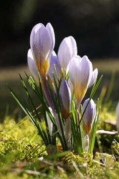 krokusblüten