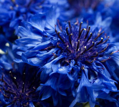 藍(lán)色的花