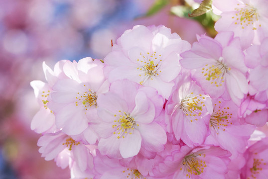 開花