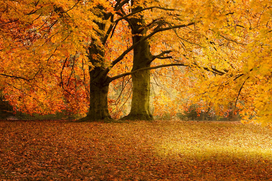 Herbst wd263