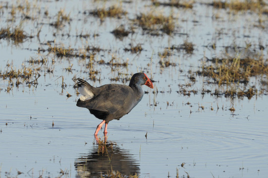 purpurhuhn