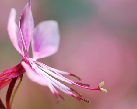 花卉