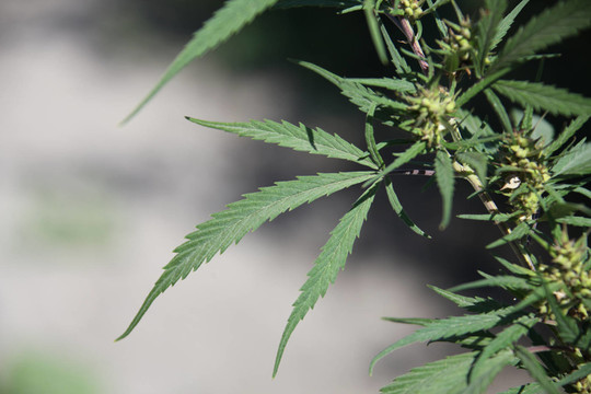 大麻