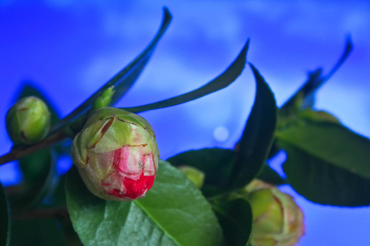 花卉