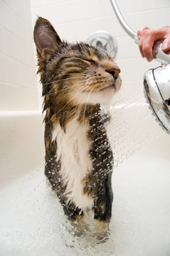 動物