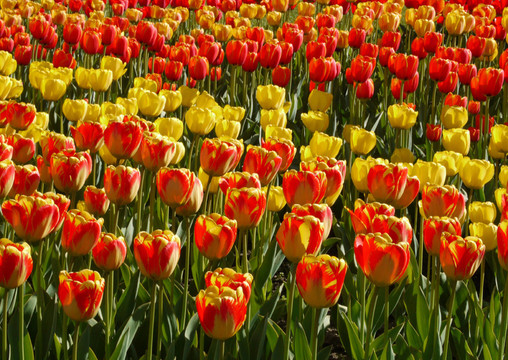 tulpenblüTE