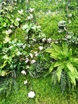 植物背景墻