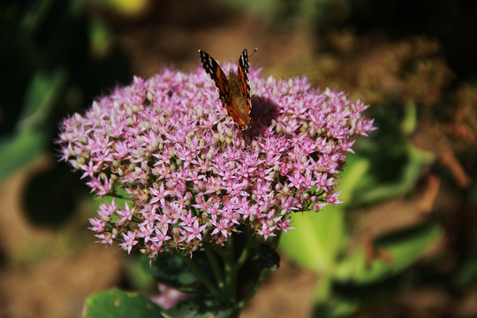 蝶花戀