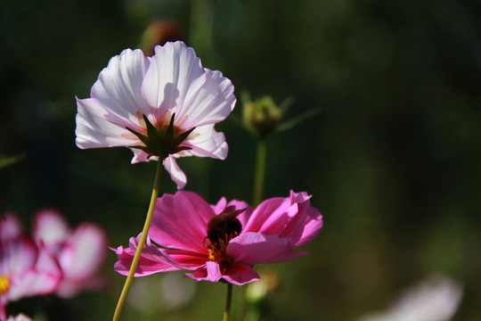 蜂花戀