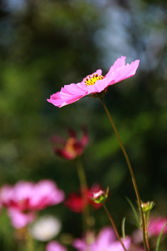 格桑花