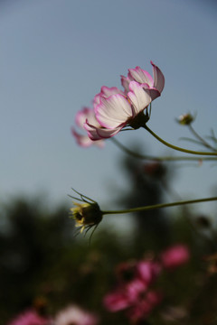 格桑花