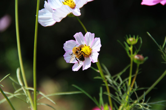 蜂花戀