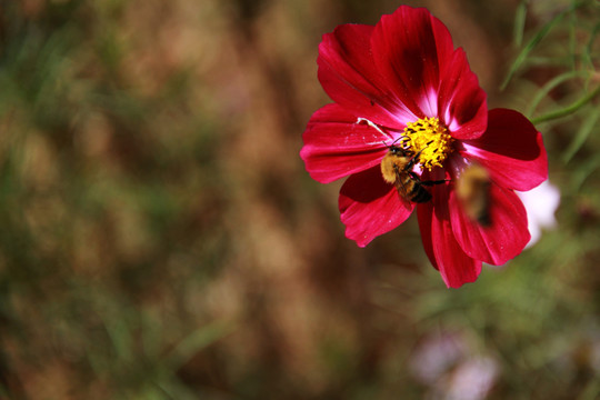 蜂戀花