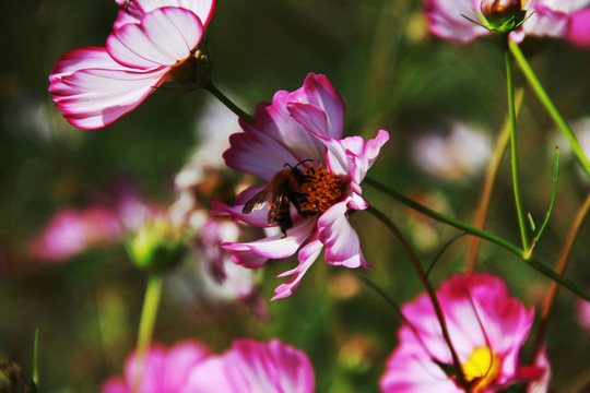 蜂花戀