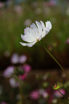 格桑花