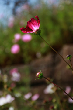 格桑花