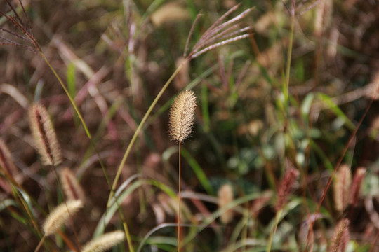狗尾草