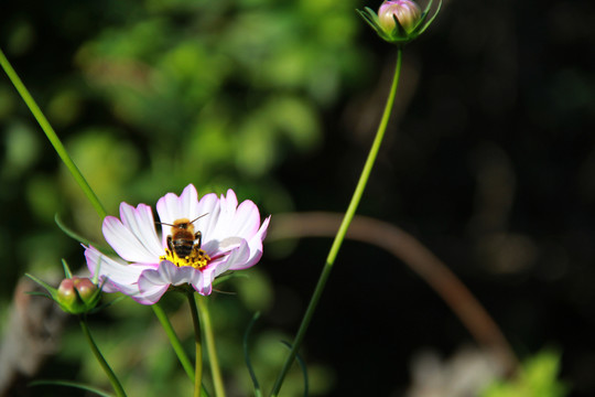蜂花戀