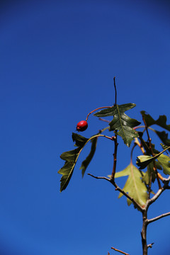 紅果