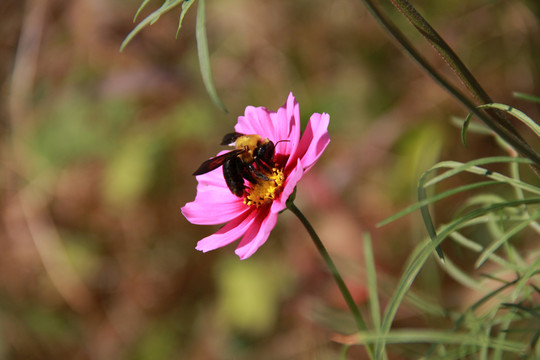 蜂花戀