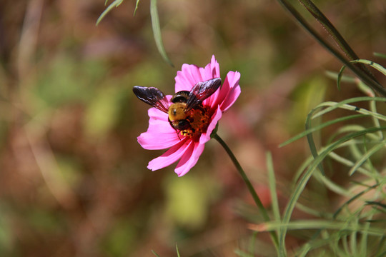蜂花戀