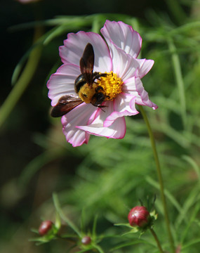 蜂花戀