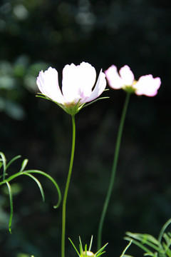 格桑花