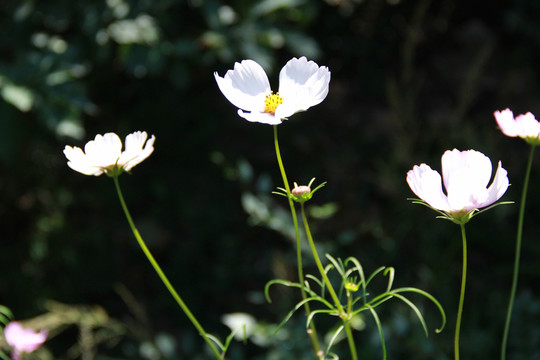 格桑花