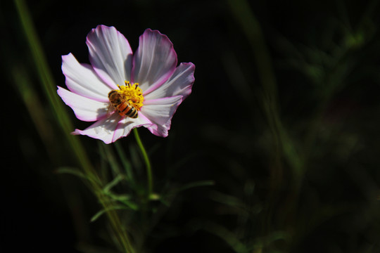 蜂花戀