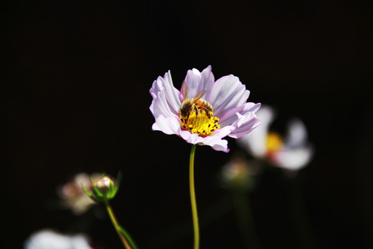 蜂花戀