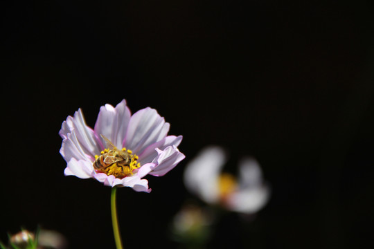 蜂花戀