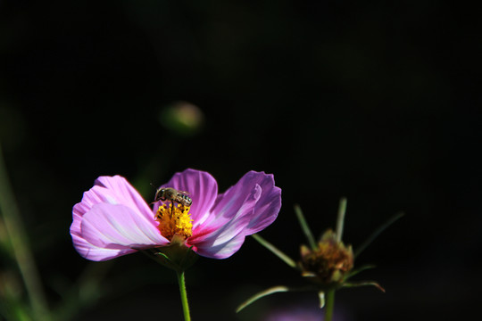 蜂花戀