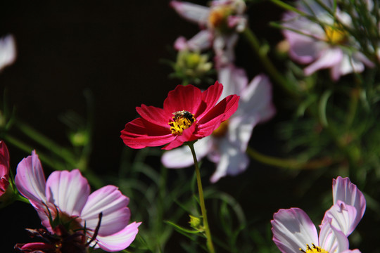 格桑花